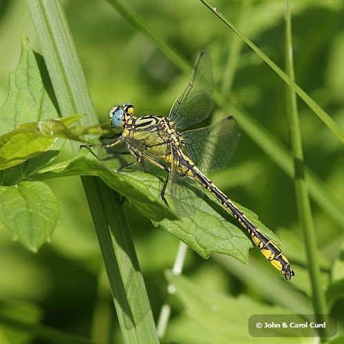 IMG_1181 Gomphus simillimus male.JPG